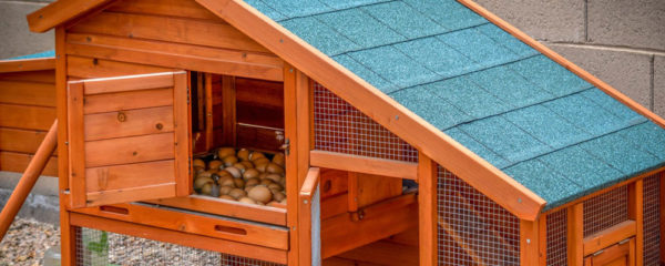 Cabane à poules