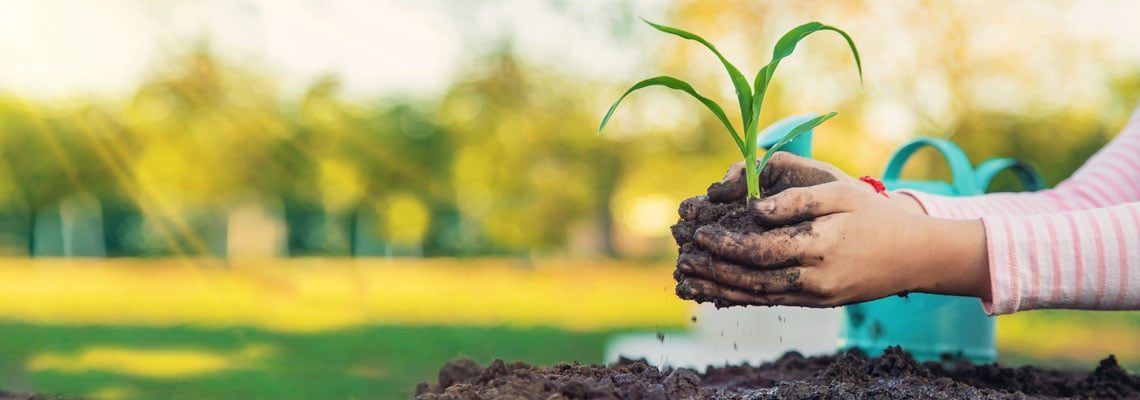 planter des arbres