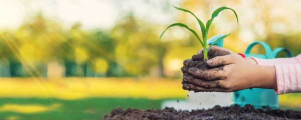 planter des arbres